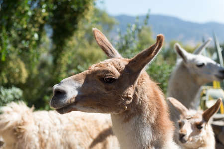 Portrait of Vicuna in Chile #5の写真素材