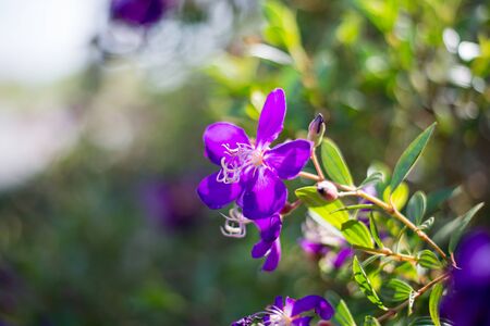 Purple flower with bokeh background.の写真素材