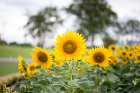 Beautiful sunflower field landscape.の写真素材