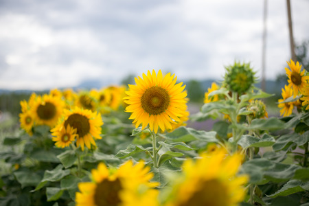Beautiful sunflower field landscape.の写真素材