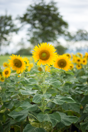 Beautiful sunflower field landscape.の写真素材