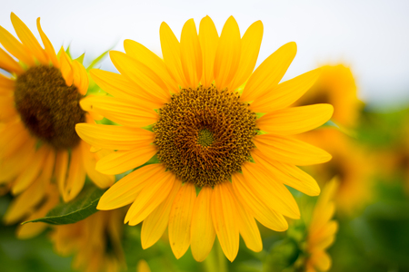 Beautiful sunflower field landscape.の写真素材