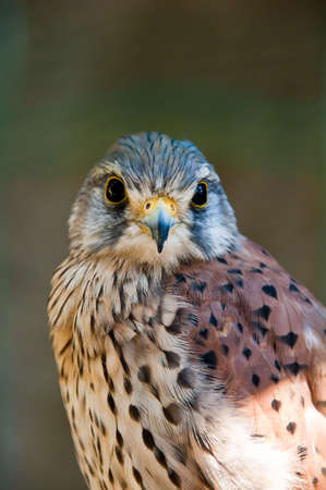 Common Kestrel or Falco Tinnunculus portrait looking directly at youの写真素材