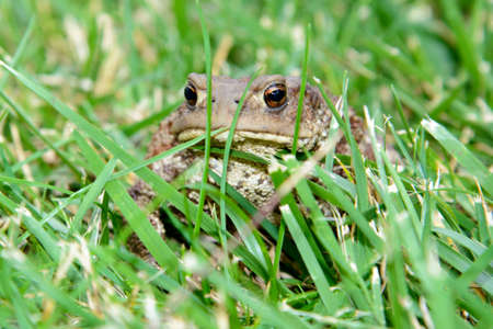 Closeup of an European common toad, bufo bufo, sitting in the grassの写真素材