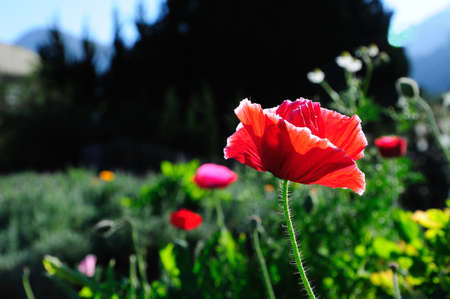 Flower at Doi Angkhangの写真素材