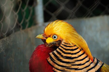 Pheasantsの写真素材