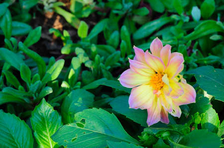 Flowerの写真素材