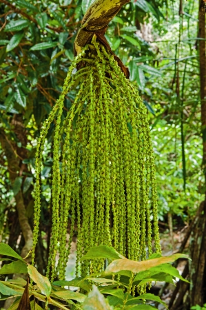 Betel  Nutsの写真素材