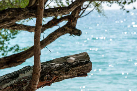 tree on the seaの写真素材