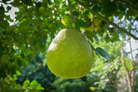 pomelo