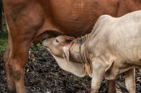 Calf drinking cow milkの写真素材
