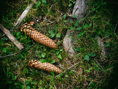 spruce cones on the grassの写真素材