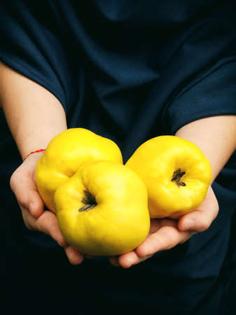 Three ripe yellow quinceの写真素材