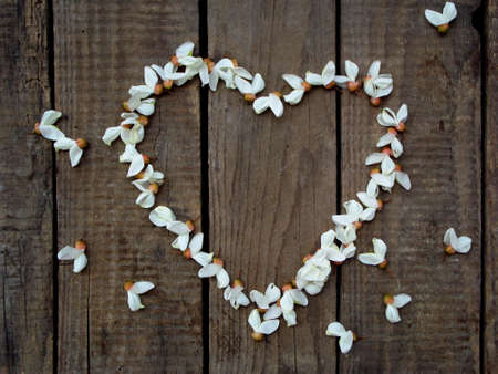Heart wreath of white acacia blossoming flower petals on dark wooden backgroundの写真素材