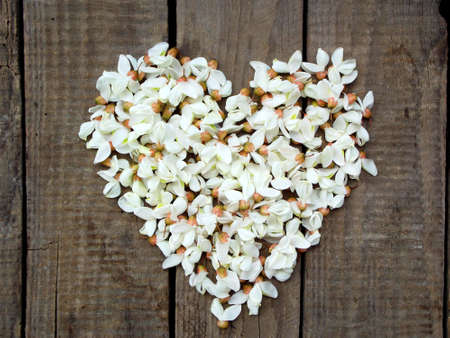 Heart wreath of white acacia blossoming flower petals on dark wooden backgroundの写真素材