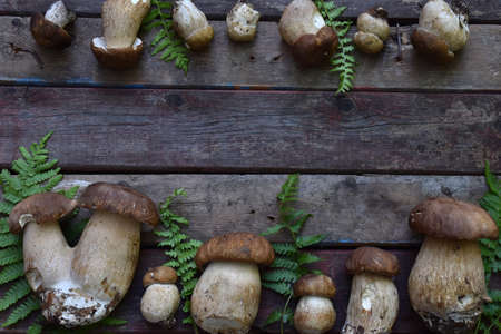 Composition of porcini on wooden background. Frame from white edible wild mushrooms. Copy space for your text.の写真素材