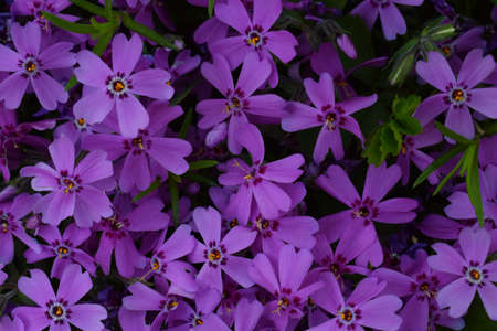 Purple flower. Natural background texture. Ideal for use in the design fairly