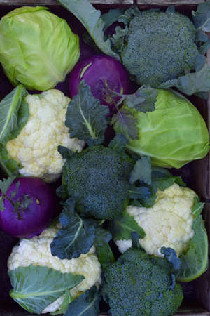 Composition from different varieties of cabbage on wooden background. Cauliflower, kohlrabi,...