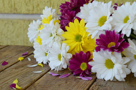 Pink, yellow and white chamomile flowers. Birthday, Mother's day, Valentine's Day, March 8, Wedding...