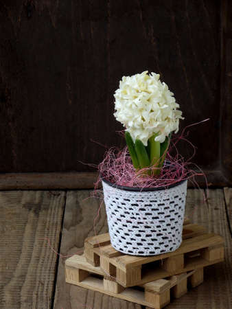 Spring flower hyacinth in flowerpot on wooden background, blossom is white and pink. Copy space.の写真素材