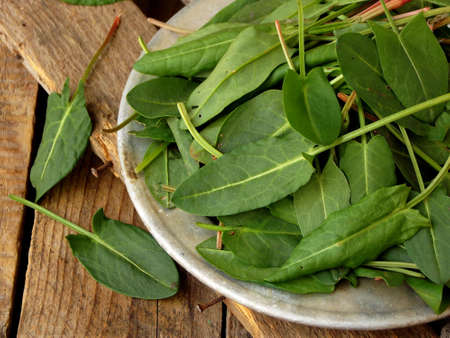 Fresh organic sorrel leaves in metal plate for salad or soup. First spring greens. Healthy food...