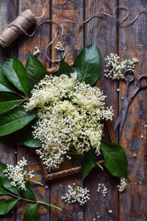 Elderflower blossom flower in wooden background. Edible elderberry flowers add flavour and aroma to drink and dessert.の写真素材