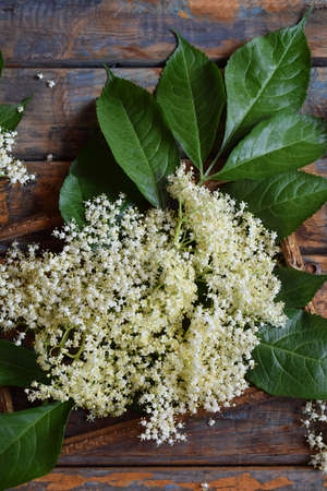 Elderflower blossom flower in wooden background. Edible elderberry flowers add flavour and aroma to...