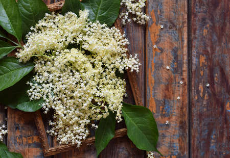 Elderflower blossom flower in wooden background. Edible elderberry flowers add flavour and aroma to drink and dessert. Copy spaceの写真素材