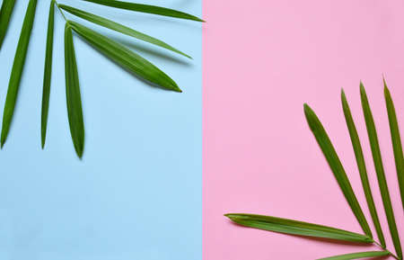 Creative minimal summer idea. Green leaf branches. Palm leaves on pastel colors. Tropical exotic background with empty space for text. Concept creative art. Flat lay, top viewの写真素材