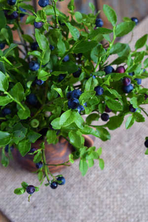 Blueberries. Bouquet of wild blueberry with berries in clay vase. Summer harvest. Copy space.の写真素材