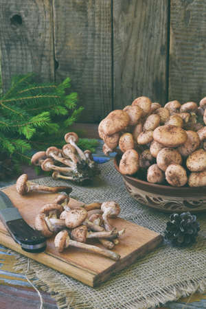 Wild forest mushrooms honey agarics on wooden background. Armillaria mellea. Couple honey gel Hallimasch fungus.の写真素材