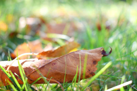 Fall scene. Autumn leaves on the lawn. Golden morning sun rays on green grass. The end of the...