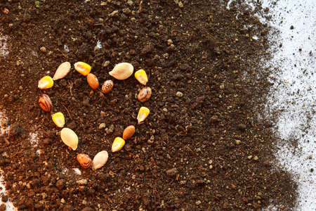 Heart from seed. Seeding or planting a plant on soil background. Natural background for advertisementsの写真素材