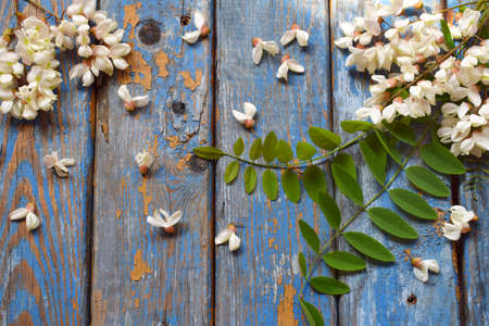 White acacia flowers border. Birthday, Mother's day, Valentine's Day, March 8, Wedding card or invitation. Floral decorative frame. Festive background. Top viewの写真素材