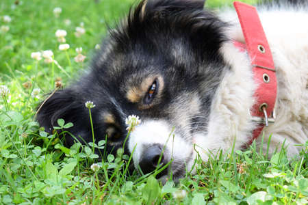 The white-black Carpathian Shepherd Dog relaxing and sprawling on the grassの写真素材