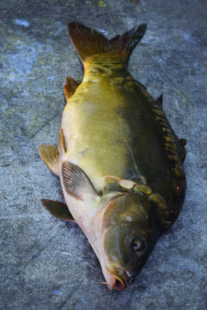 The Large mirror carp on a dark background. Fresh river fish ready for cooking.の写真素材