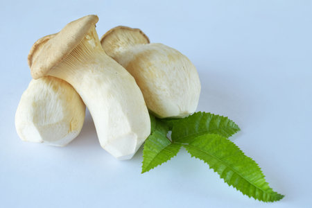 King oyster mushrooms and fresh green leaf placed on white background creating a minimalist organic food scene. Perfect for vegetarian menus, eco kitchen promotions, and farm-to-table culinary visualsの写真素材