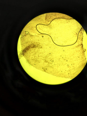 Microscopic view of biological material with fibers, particles and small structures seen under magnification for research and laboratory analysis concept in biology and microbiologyの写真素材