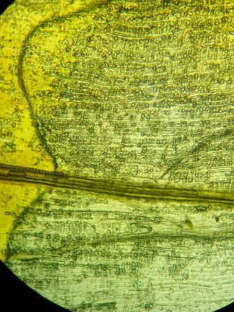 Microscopic texture of biological tissue with visible fibers and cellular layers under magnification for biology, botany and scientific education research backgroundの写真素材