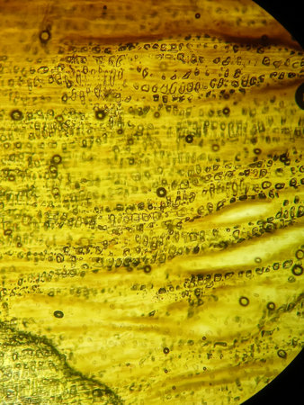 Microscopic image showing organic tissue surface with cell alignment and fine texture used for...
