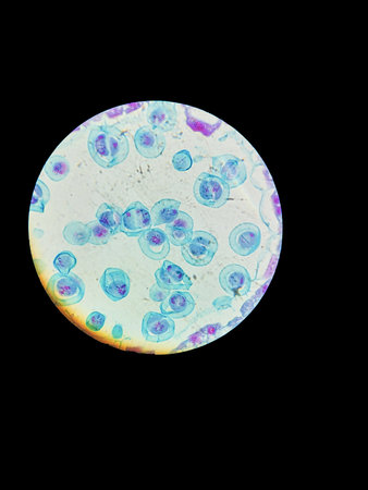 Lily anther cells showing meiosis under microscope at 40x magnification used for plant reproduction...