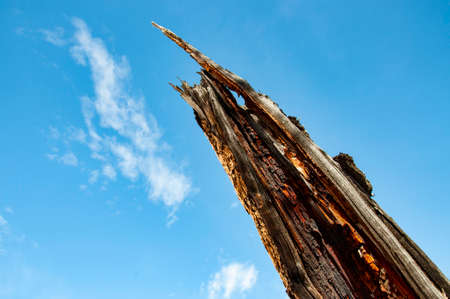 old dead tree against blue sky with cloudsの写真素材