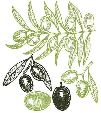 Olives Green Hand Draw Sketch.のイラスト素材