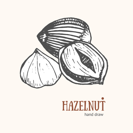 Hazelnut Card Hand Draw Sketch for Restaurants and Cafes. Snack Food. Vector illustrationのイラスト素材