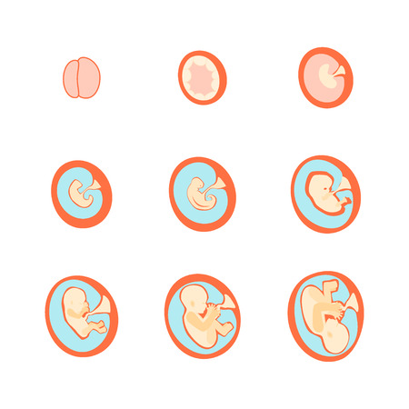 Pregnancy Fetal Growth Stage Development. Vectorのイラスト素材