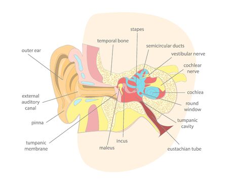 Cartoon Human Ear Anatomy in a Cut. Vectorのイラスト素材