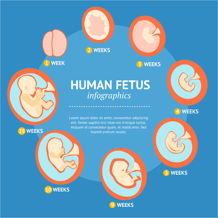 Pregnancy Fetal Growth Stage Development Infographic Menu. Vectorのイラスト素材