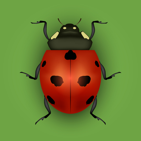 Realistic Detailed Insect Ladybug on a Green Background. Vectorのイラスト素材