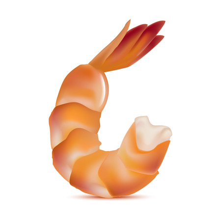 Realistic Detailed Shrimp. Vectorのイラスト素材