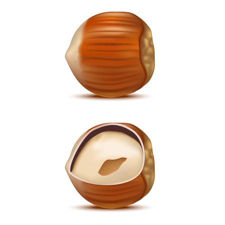 Realistic Detailed Hazelnut Nut for Restaurants and Cafes. Raw Natural Snack Food. Vector illustrationのイラスト素材